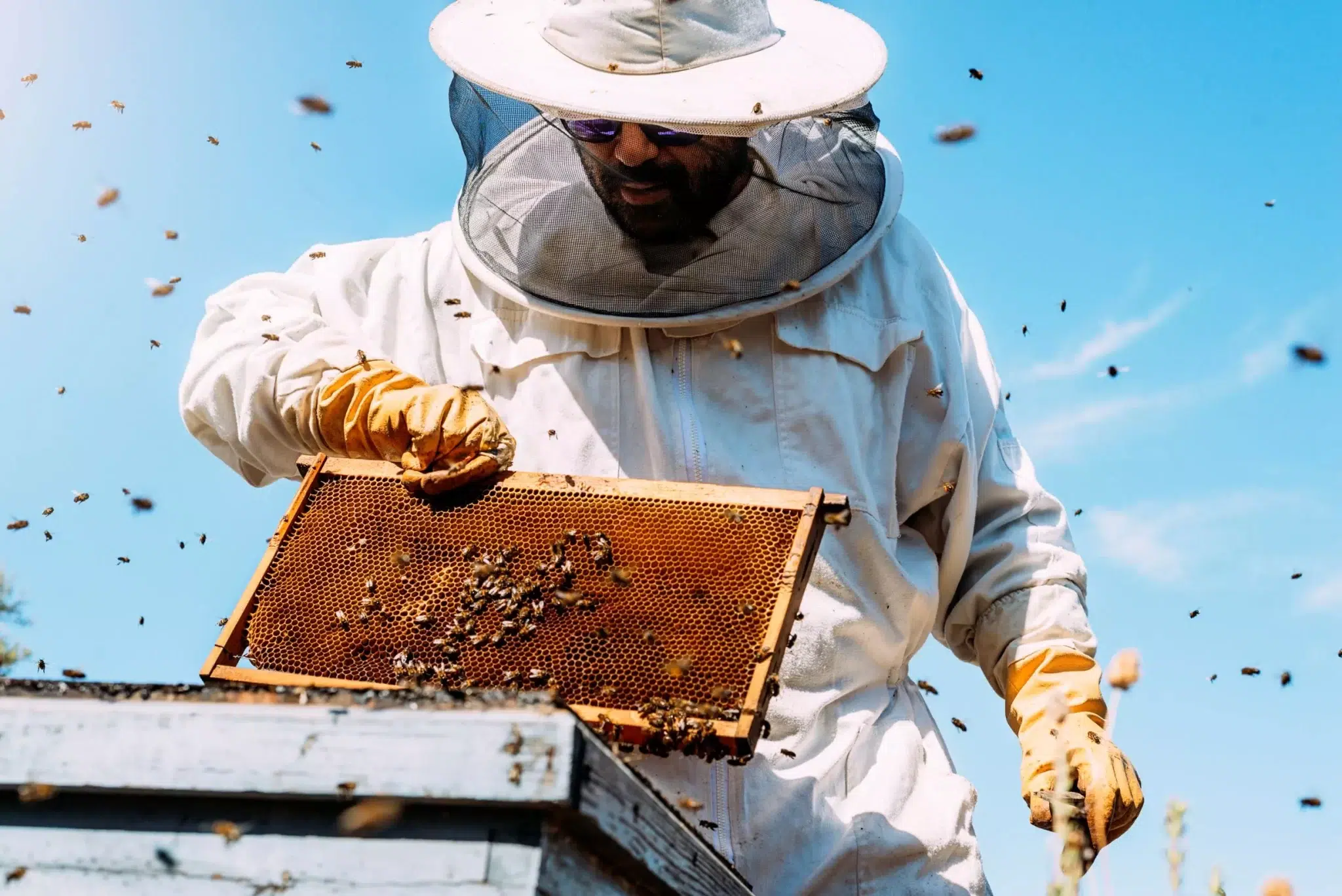 Apiculture