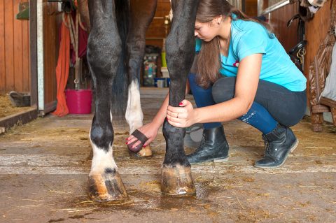 Owner horsewoman taking care of chestnut horse hoof.