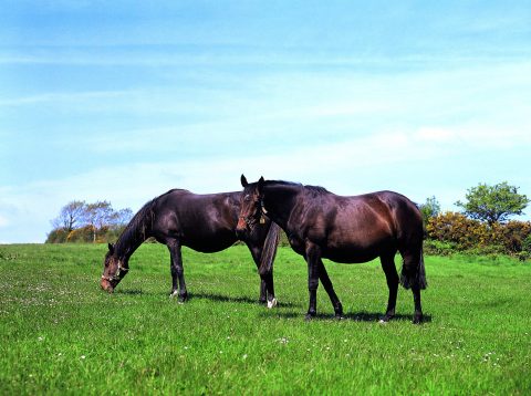 Métiers du cheval