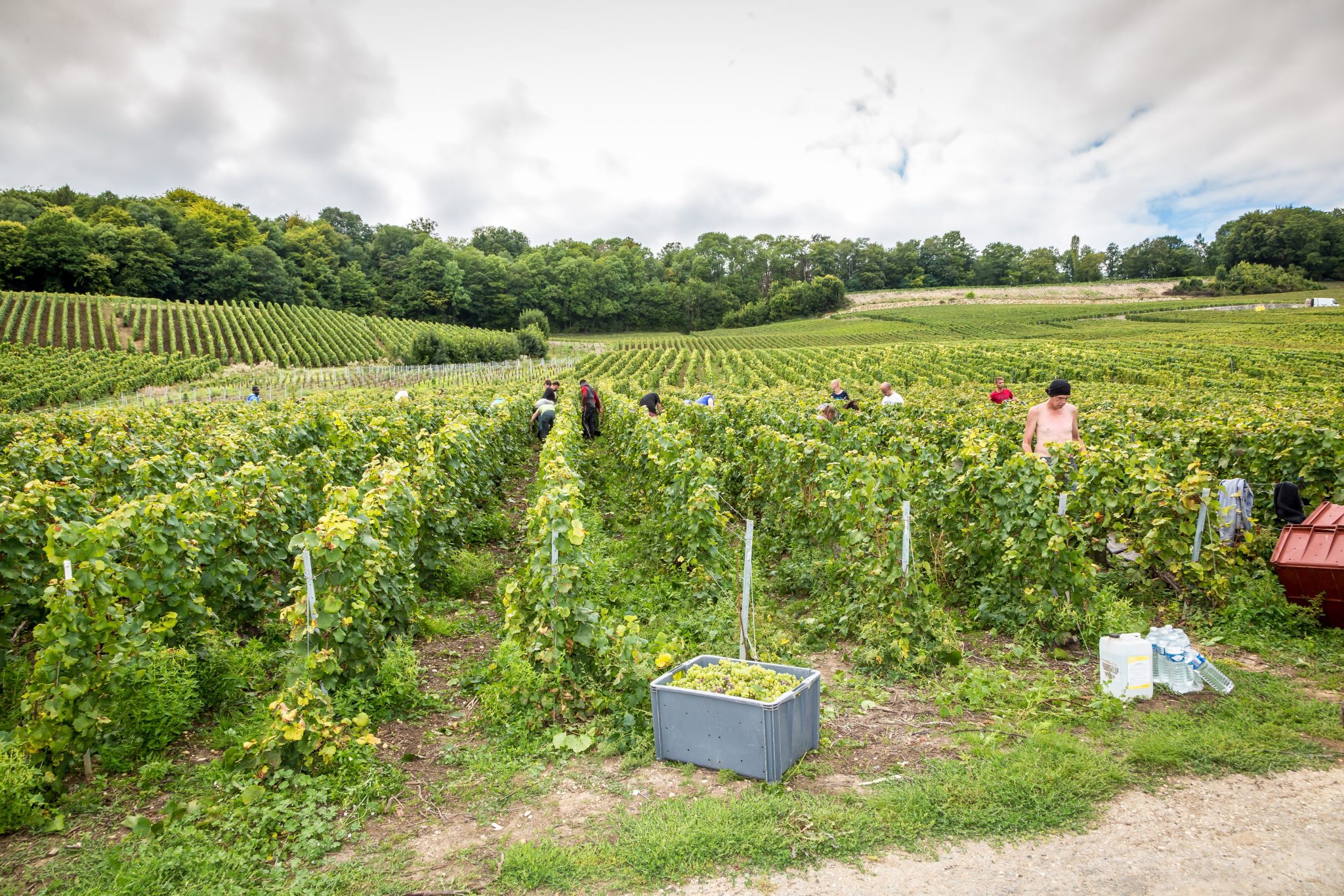 Vigne et vin