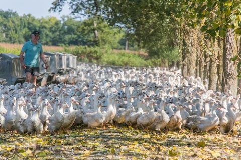 Agent d’élevage canards